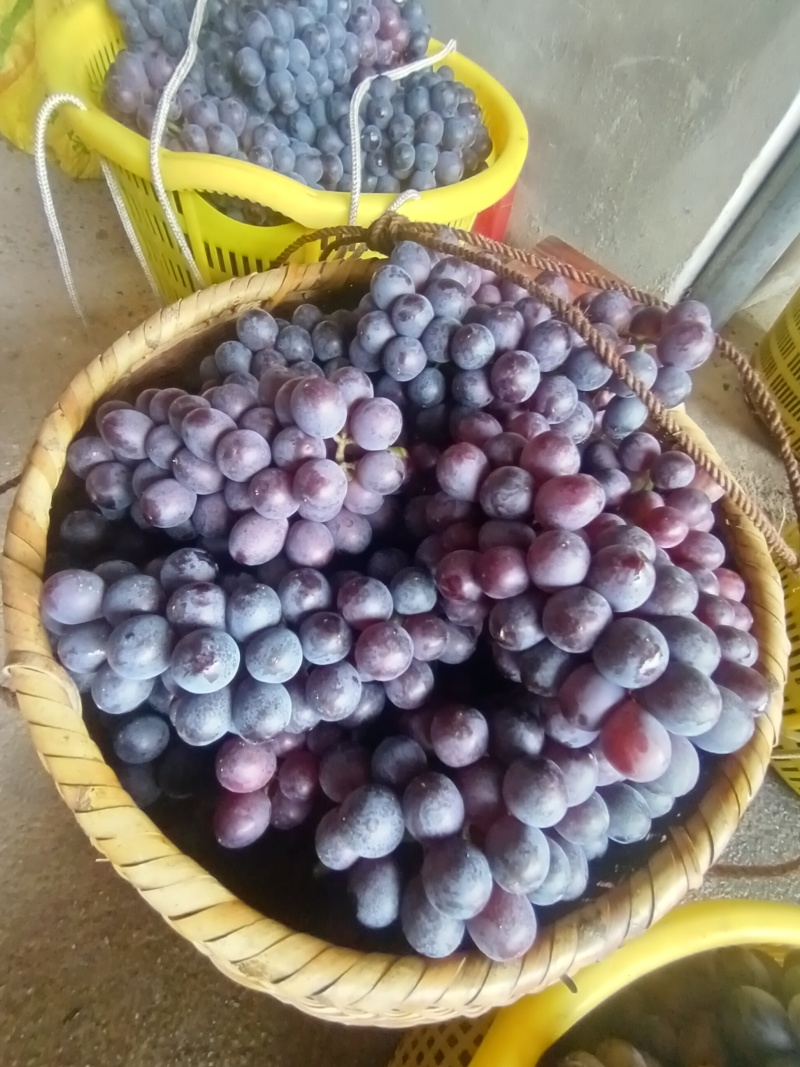 夏黑葡萄，夏黑葡萄