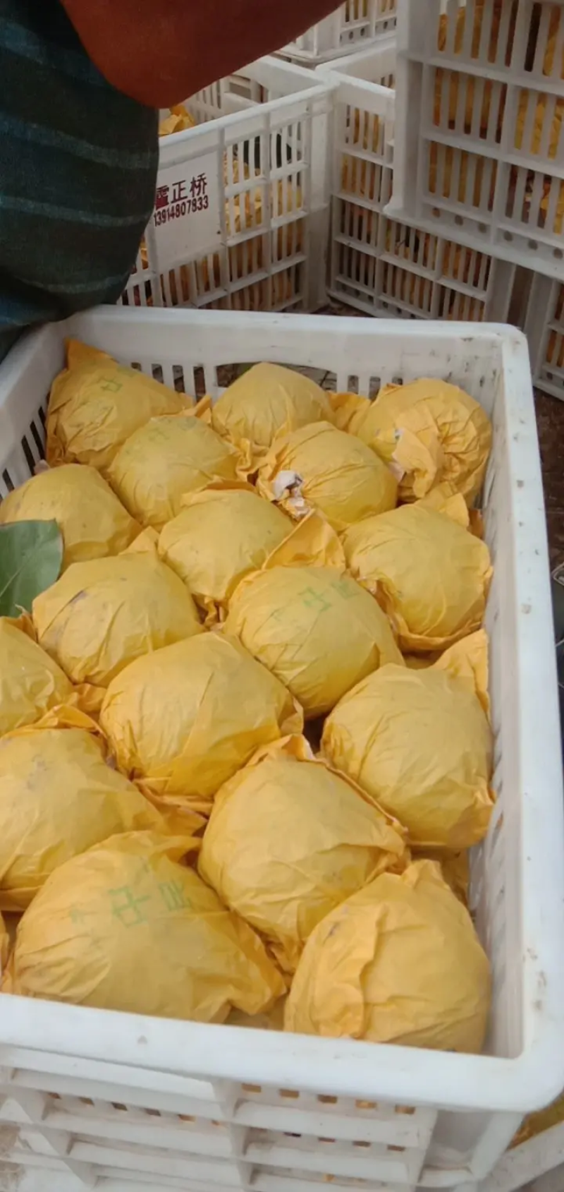 安徽皇冠梨，品种齐全，价格低，品质好，货源充足，诚信经营
