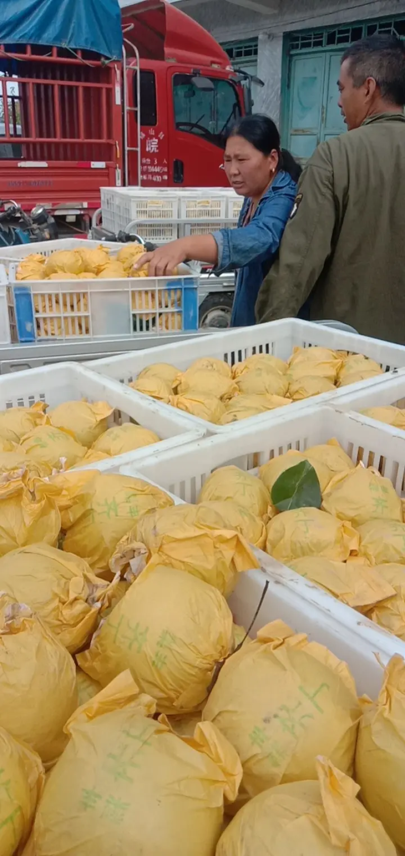 安徽皇冠梨，品种齐全，价格低，品质好，货源充足，诚信经营