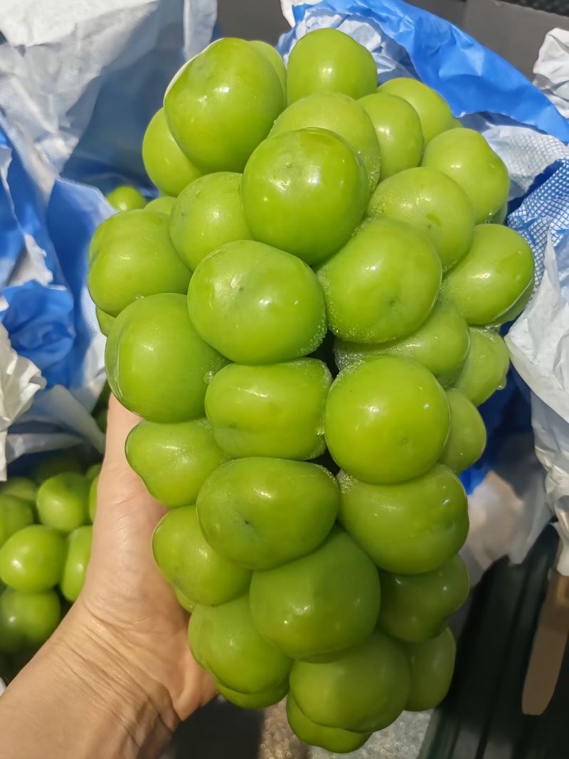 湖北潜江自家阳光玫瑰，精品果，大果，各种规格，七月底上市