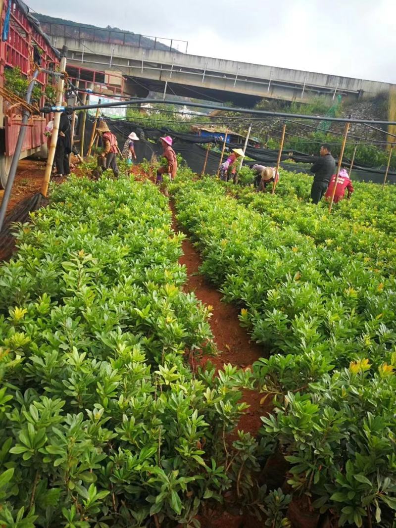 杨梅苗大量上市果实口感好成活率高，欢迎选购量大从优