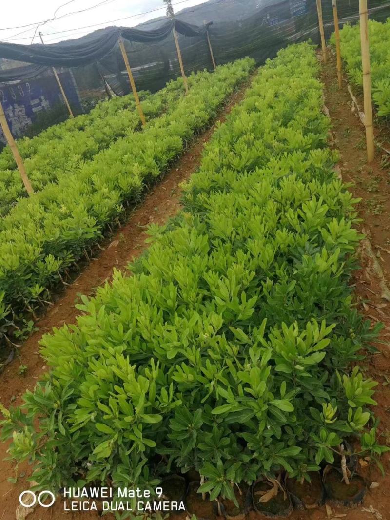 杨梅苗大量上市果实口感好成活率高，欢迎选购量大从优