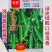 佳贝甜908香脆黄瓜种子全雌水果黄瓜种子甜脆清香绿瓤黄瓜