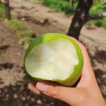 酥脆一号青皮梨万亩梨园皇冠梨绿宝石