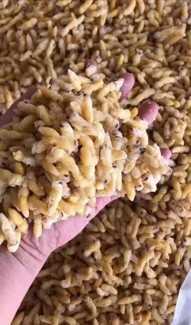 昆虫类，树蜂蛹。土蜂蛹，一二级混合，一级，二级，三级