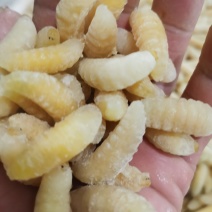 昆虫类，树蜂蛹。土蜂蛹，一二级混合，一级，二级，三级