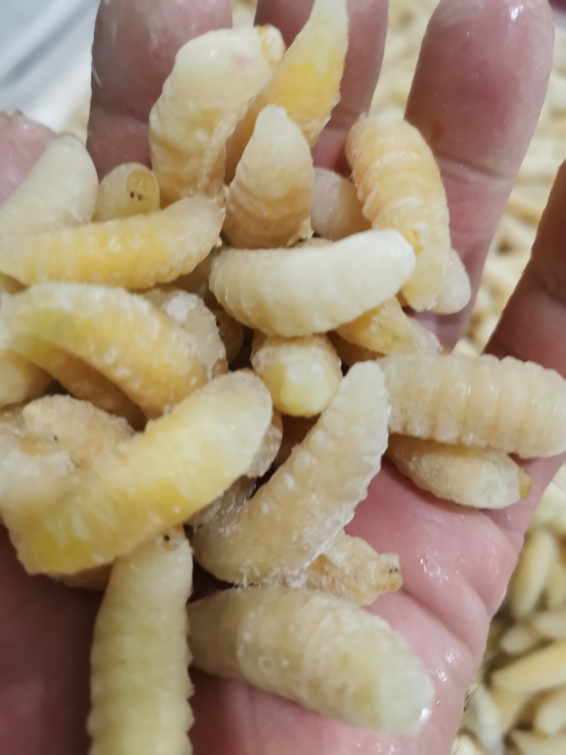 昆虫类，树蜂蛹。土蜂蛹，一二级混合，一级，二级，三级