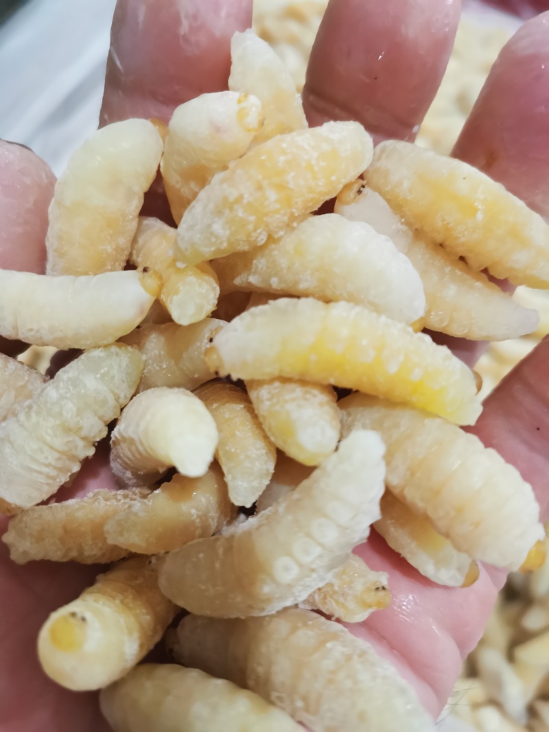 昆虫类，树蜂蛹。土蜂蛹，一二级混合，一级，二级，三级