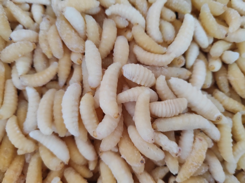 昆虫类，树蜂蛹。土蜂蛹，一二级混合，一级，二级，三级