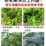 河南微生物菌剂厂家直发防病害改良土壤品质保证欢迎来电