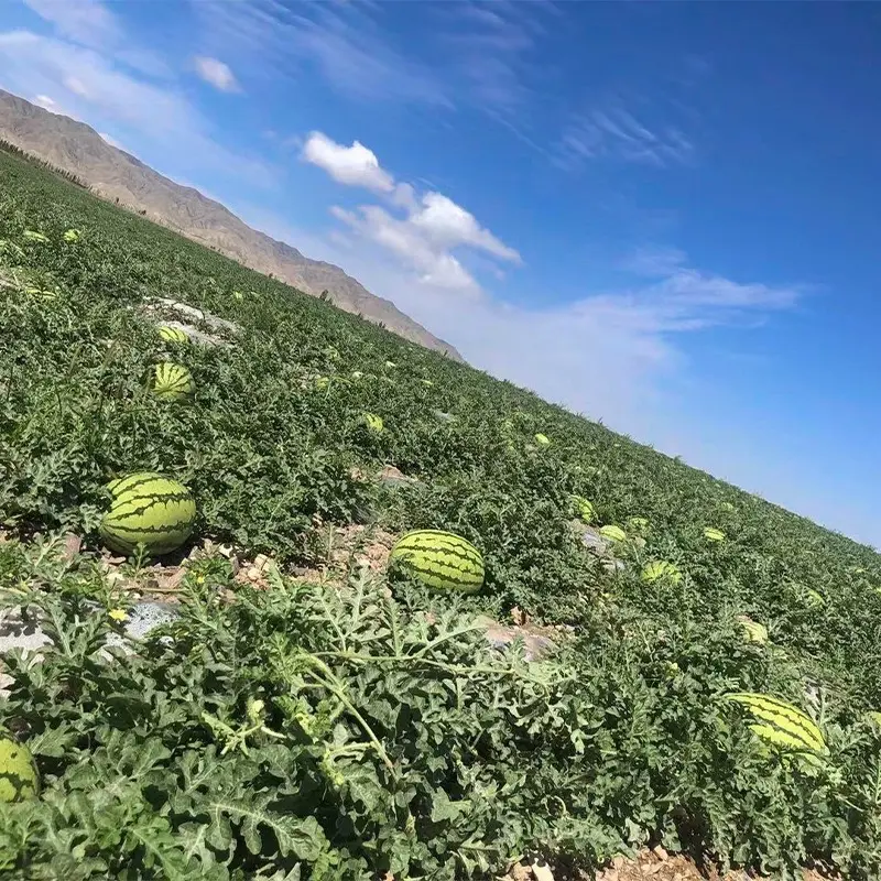 硒砂瓜石头瓜产地直发耐运输耐储存对接商超市场