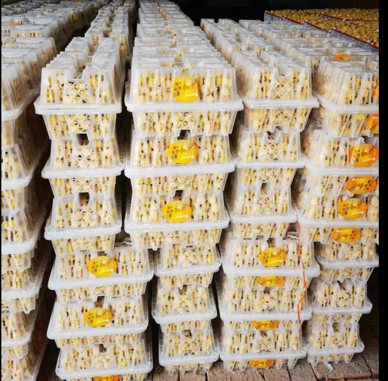 精品姑娘果大量上市供货量大价格美品质高对接各大商超