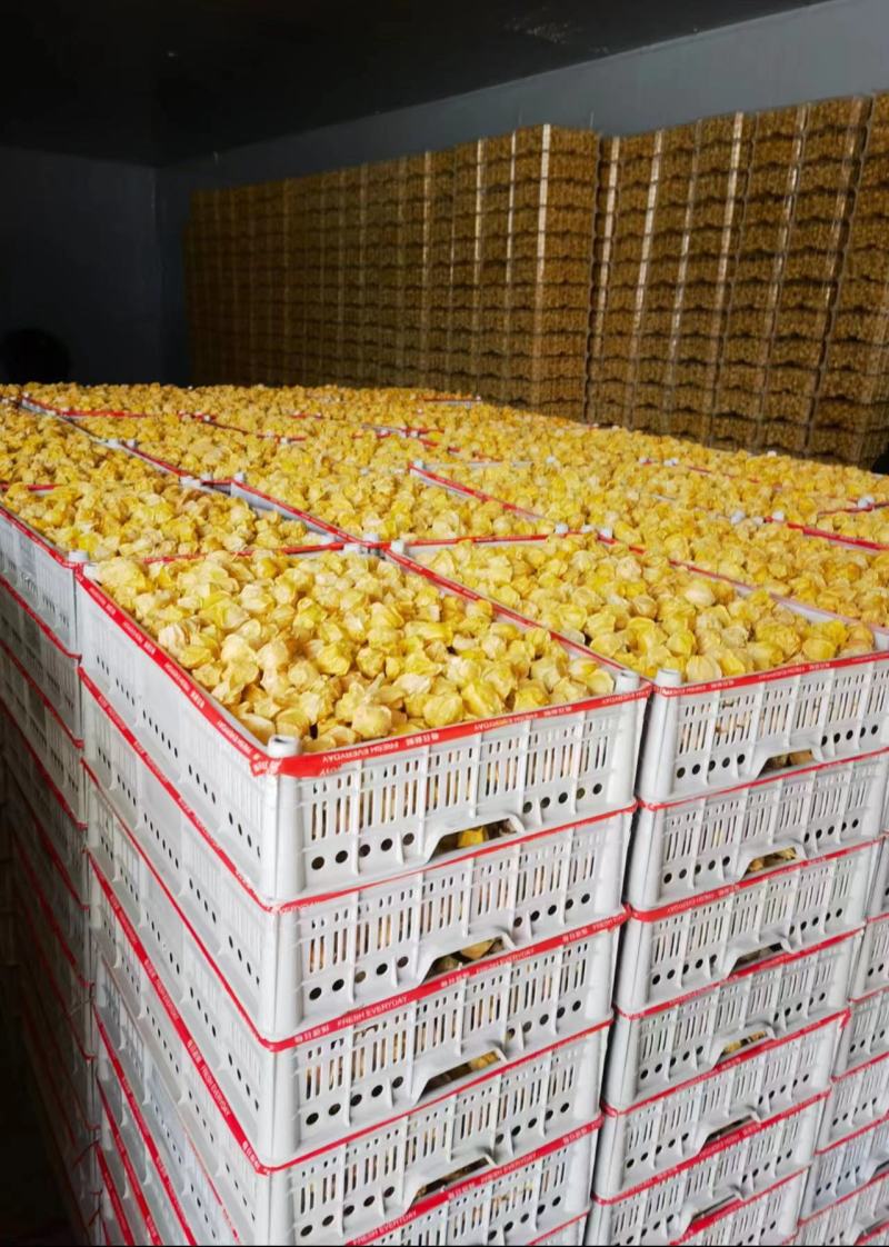 精品姑娘果大量上市供货量大价格美品质高对接各大商超