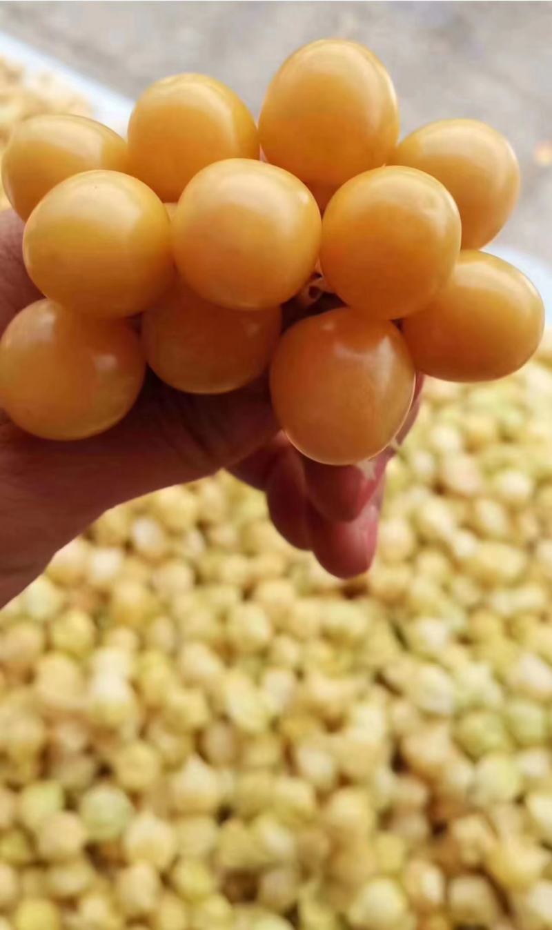 精品姑娘果大量上市供货量大价格美品质高对接各大商超