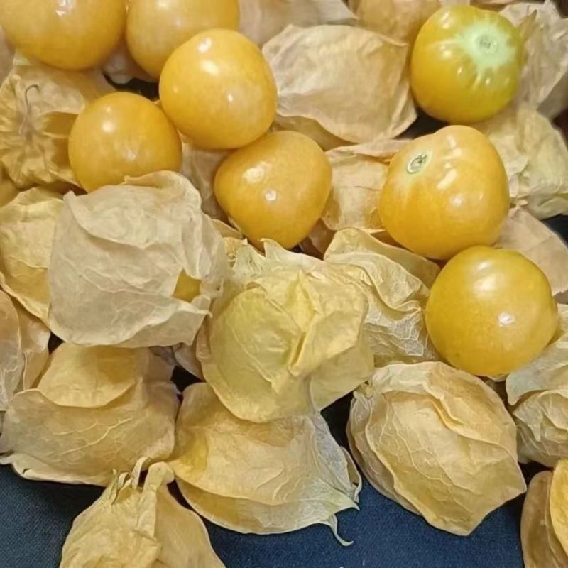精品姑娘果大量上市供货量大价格美品质高对接各大商超