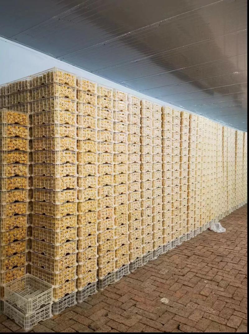 精品姑娘果大量上市供货量大价格美品质高对接各大商超