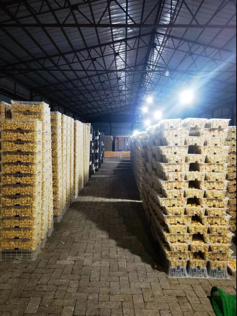 精品姑娘果大量上市供货量大价格美品质高对接各大商超