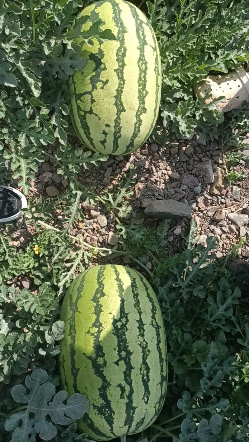 硒砂瓜石头瓜产地直发耐运输耐储存对接商超市场