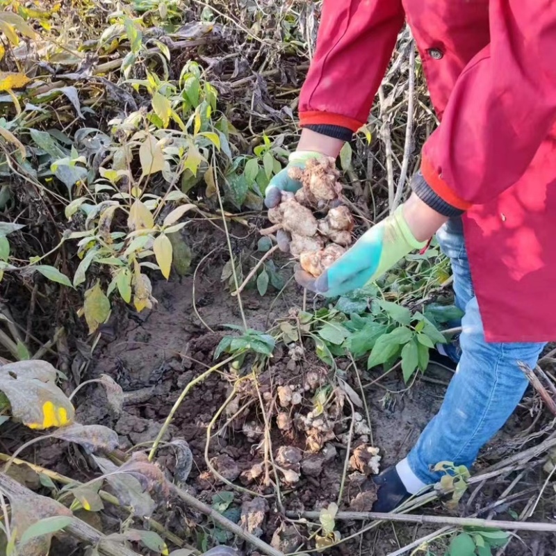 山东菏泽单县洋姜基地大量供应菊芋欢迎老板来电选购