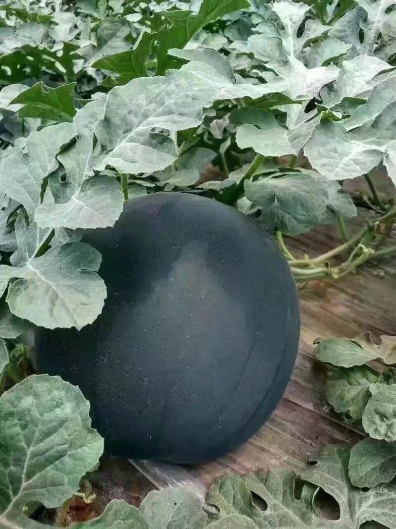 无籽西瓜黑无籽大红瓤糖度高质量三包产地直供品质保证