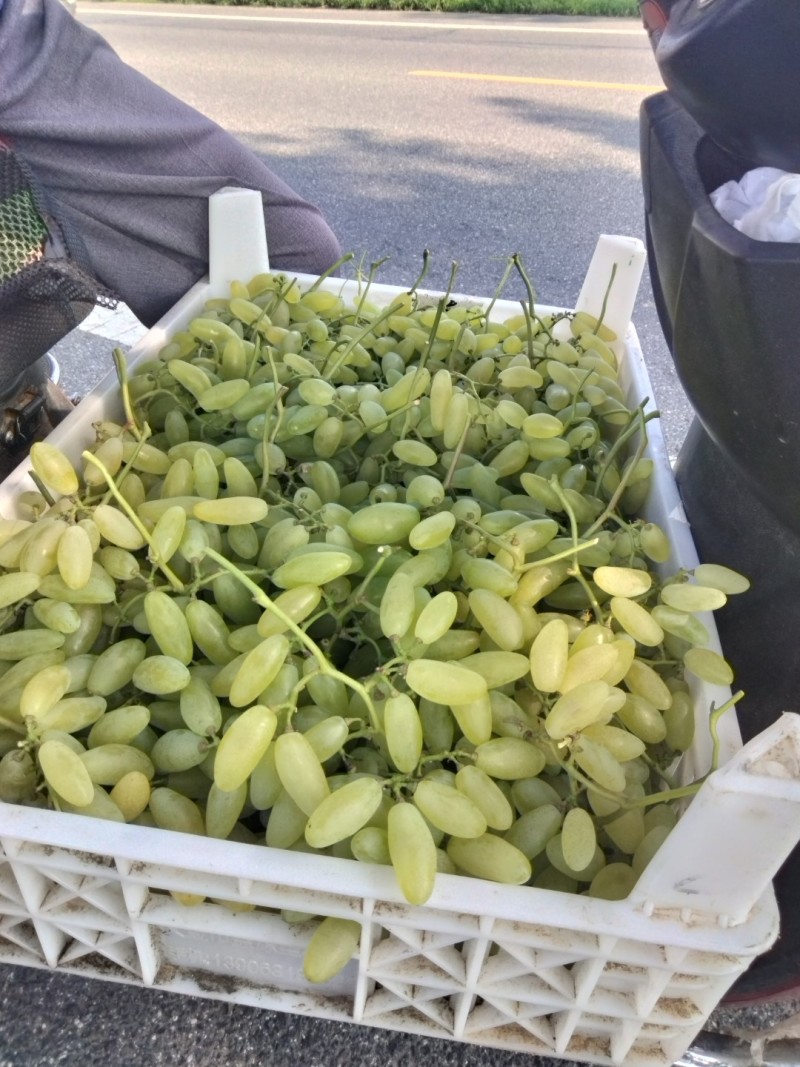 金手指葡萄，青岛莱西市葡萄产区，口感绝佳，风味独特。