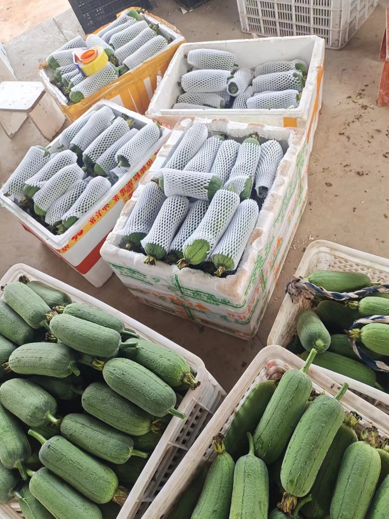 福建南平新苗精品肉丝瓜