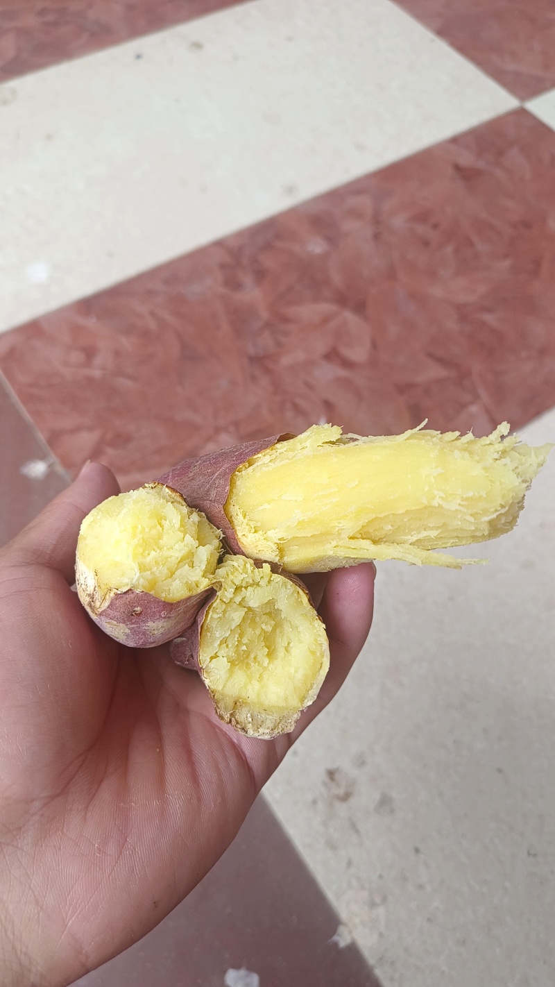 山西运城板栗红薯，秦薯五号，表面光泽，干面无丝，供大小客