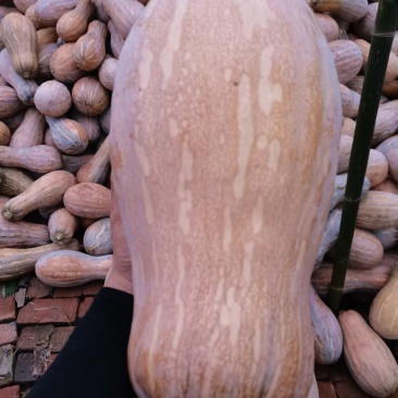 密本南瓜