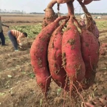 【会员】河北邯郸临漳县商薯19，量大从优，产地直供诚信