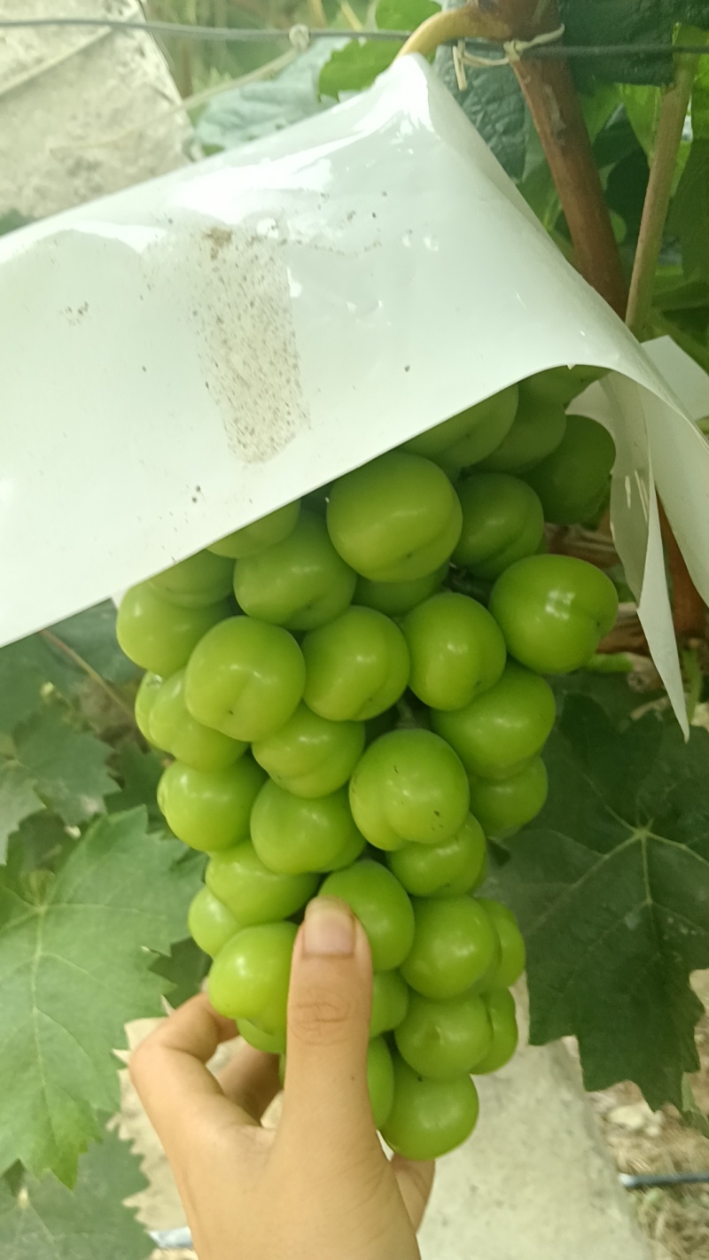 云南阳光玫瑰，颗粒15~20克单串两斤左右，一手货源