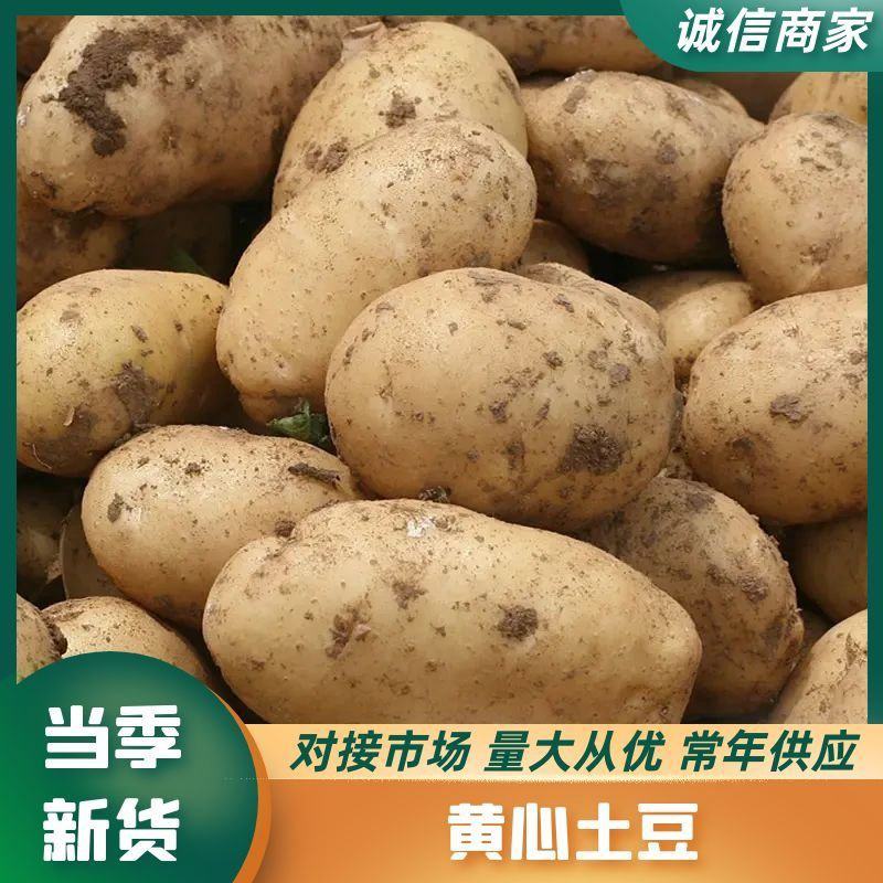 精品黄心土豆山东产地直发一手货源量大从优