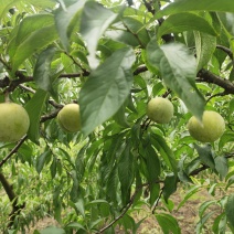 蜂糖李