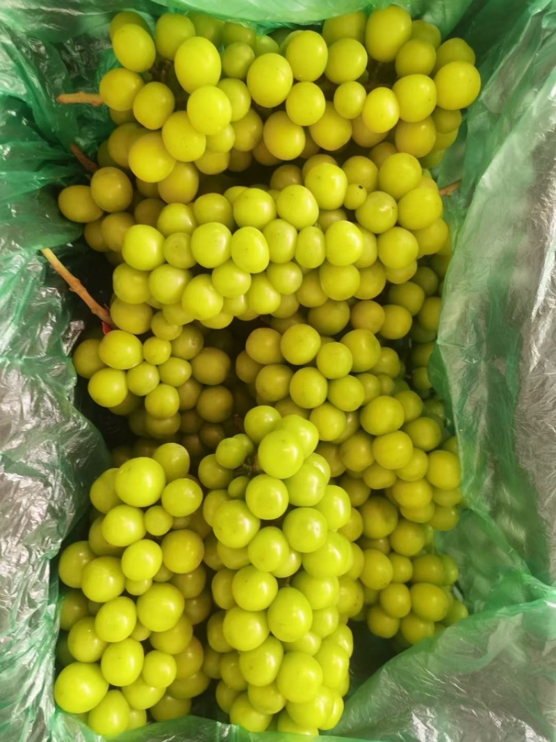 阳光玫瑰大量上市保质保量三省河北河南山东