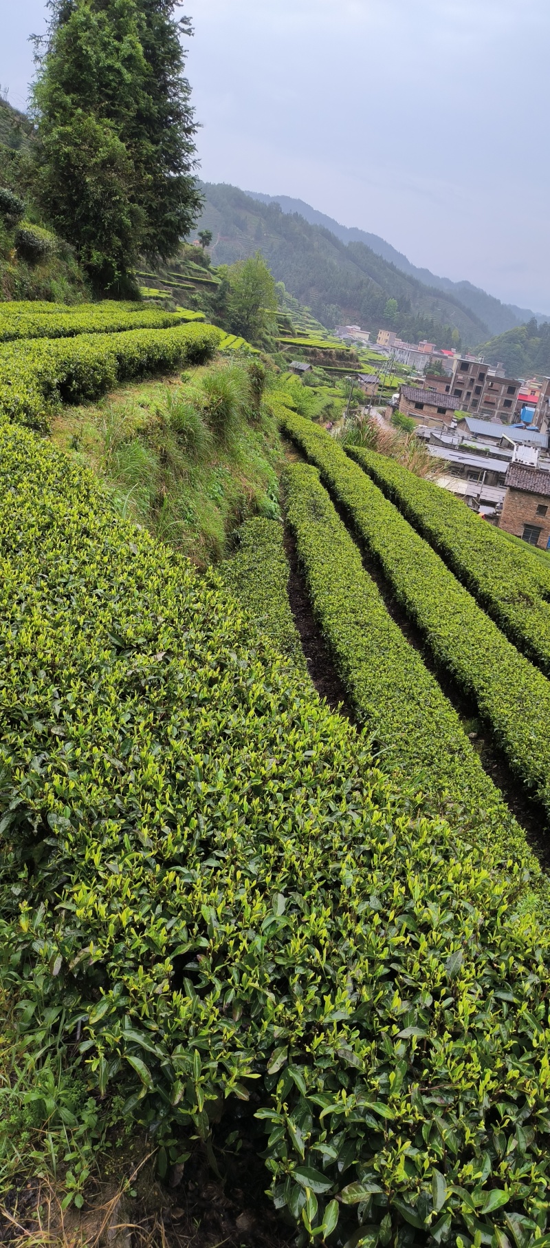 高山富硒云雾茶，雨前茶。栗香，豆香，口感鲜醇