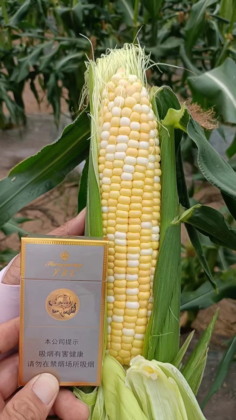 兰州水果玉米大量有货