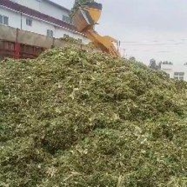 青储，吨包，全株，春，玉米全年共应，双32以上，河南新野