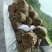 桂皮大量现货