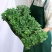 菊花苗包邮大菊花盆栽室内外庭院阳台花卉绿植物四季开花菊