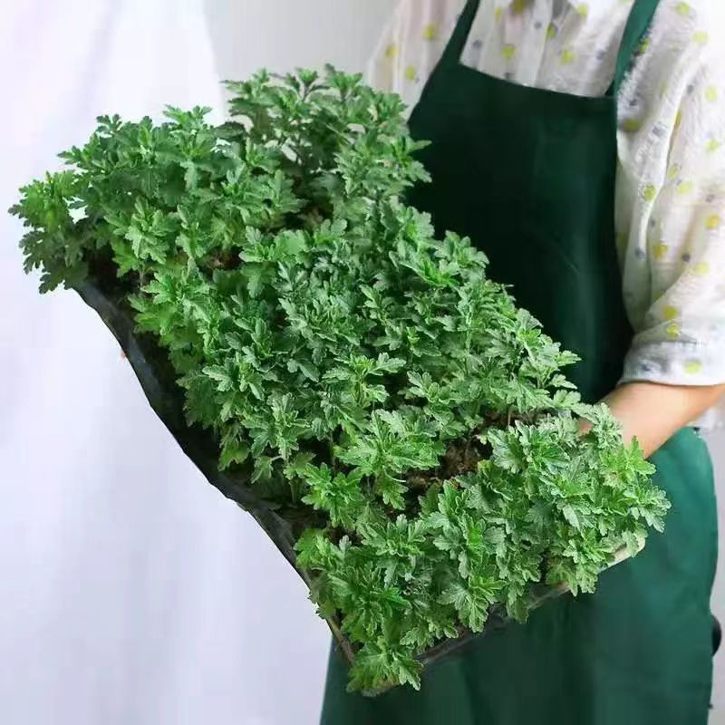 菊花苗包邮大菊花盆栽室内外庭院阳台花卉绿植物四季开花菊
