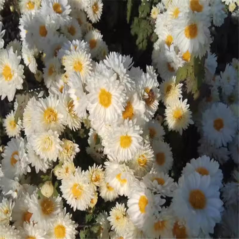 菊花苗包邮大菊花盆栽室内外庭院阳台花卉绿植物四季开花菊