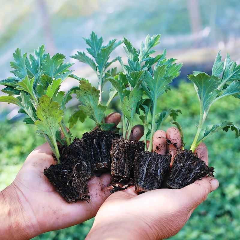 菊花苗包邮大菊花盆栽室内外庭院阳台花卉绿植物四季开花菊