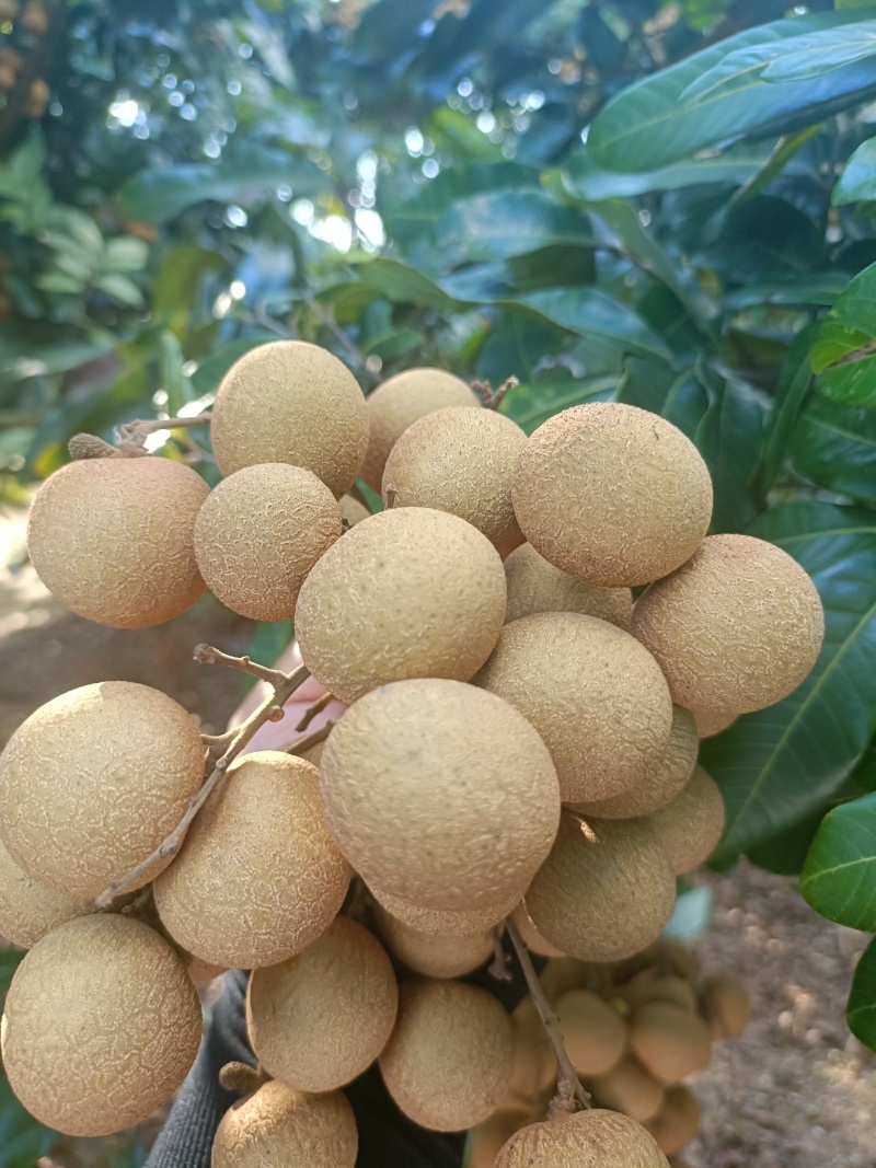 各品种龙眼大吨量上市，价格亲民，量大从优。