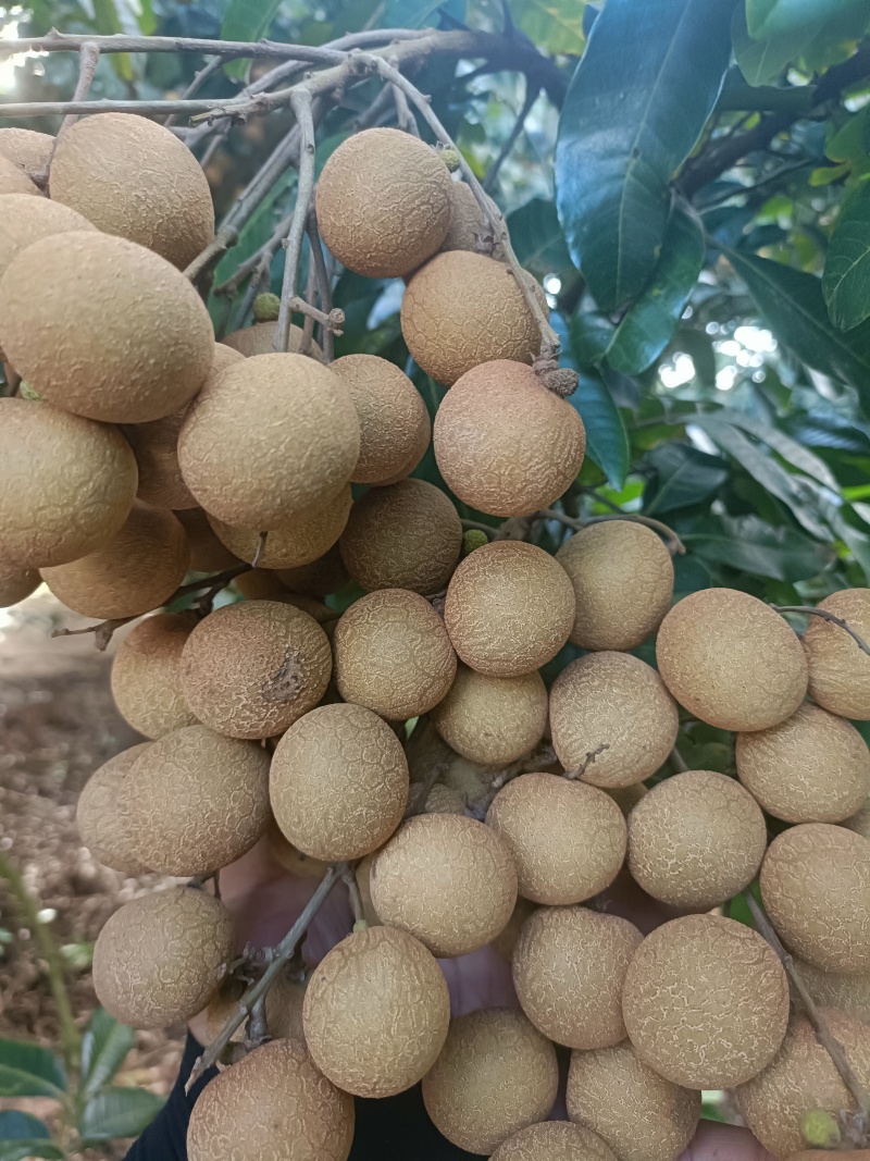 各品种龙眼大吨量上市，价格亲民，量大从优。
