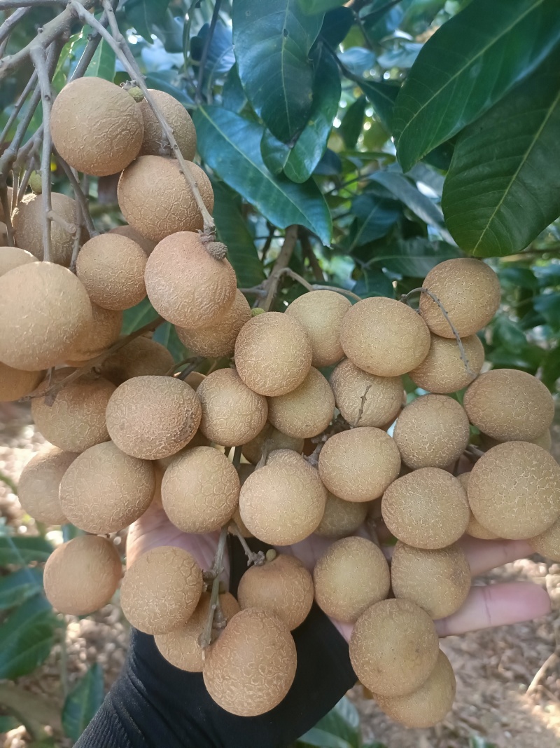 各品种龙眼大吨量上市，价格亲民，量大从优。