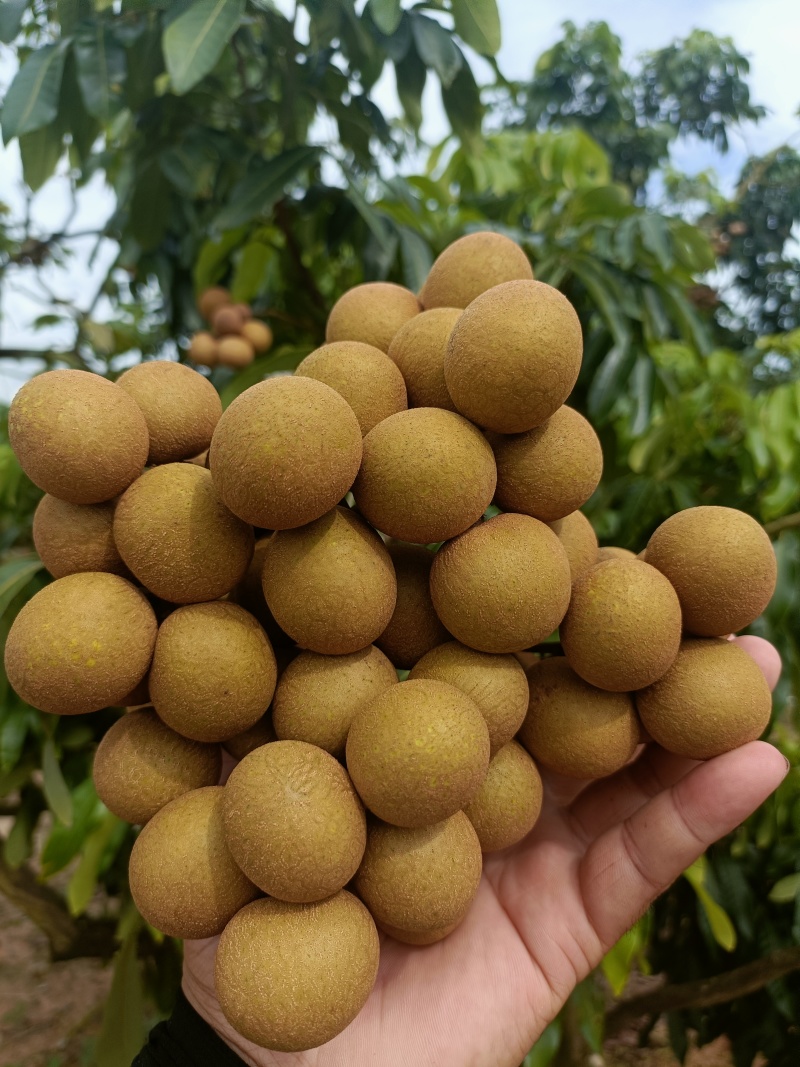 各品种龙眼大吨量上市，价格亲民，量大从优。