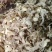 山东生姜片，持续供应，需要的老板电话咨询
