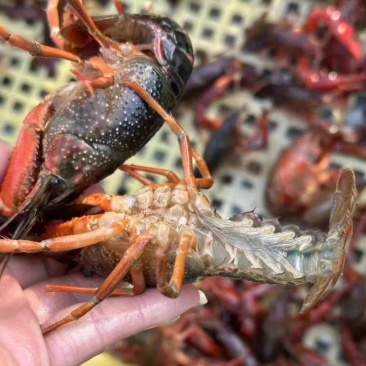 江苏兴化本地精品龙虾