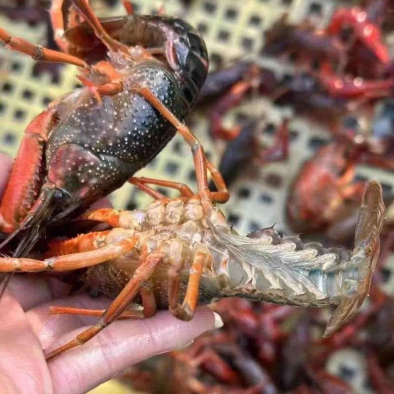 江苏兴化本地精品龙虾