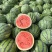 美都西瓜🍉、口感甜、糖度高、无奇型、代发全国各地