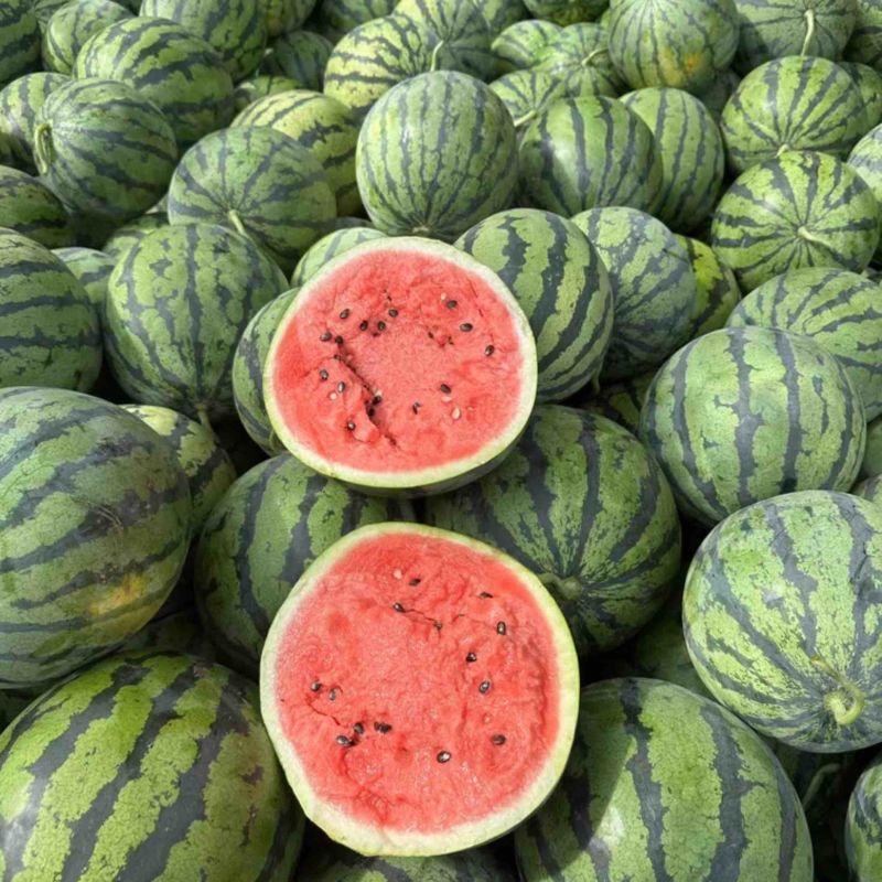美都西瓜🍉、口感甜、糖度高、无奇型、代发全国各地